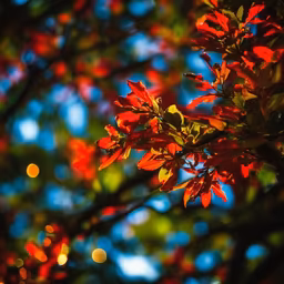 Autumn's Embrace Autumn's Embrace