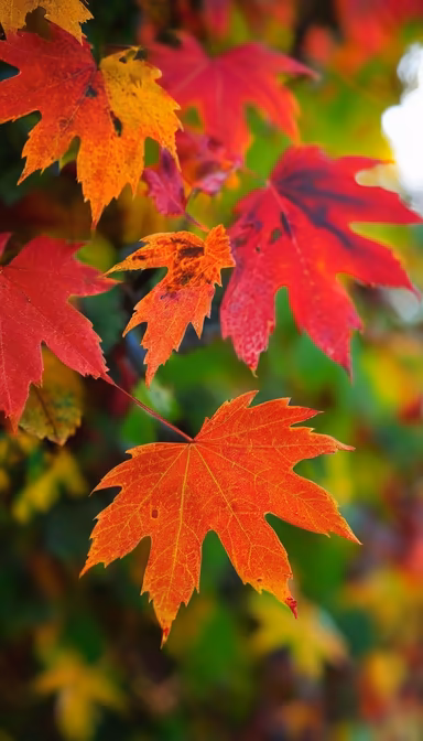 Autumn's Palette Autumn's Palette
