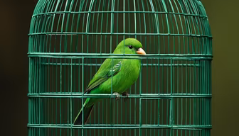 Emerald Dreams