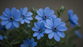 Blue Flowers Blue Flowers