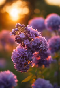 Purple Haze