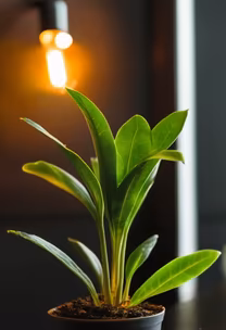 Indoor Oasis Indoor Oasis