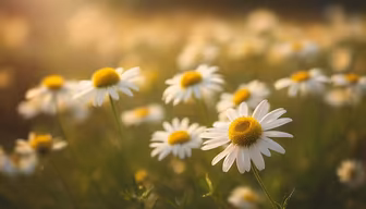 Daisy Dreams