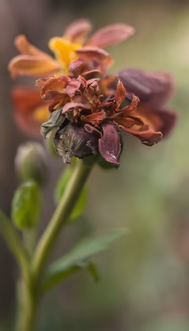 Fading Beauty