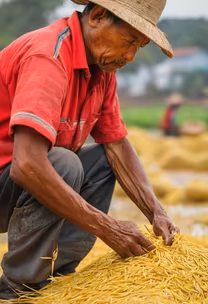 Harvest Time Harvest Time