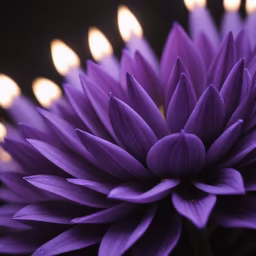 Purple Dahlia Dream Purple Dahlia Dream