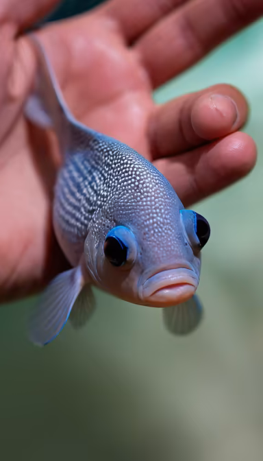 A Curious Fish A Curious Fish