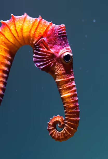Seahorse Portrait