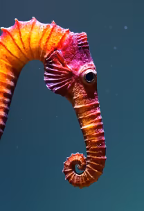 Seahorse Portrait Seahorse Portrait