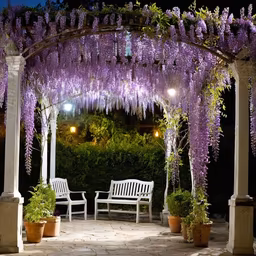 Wisteria Dreams Wisteria Dreams