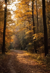 Autumnal Path Autumnal Path