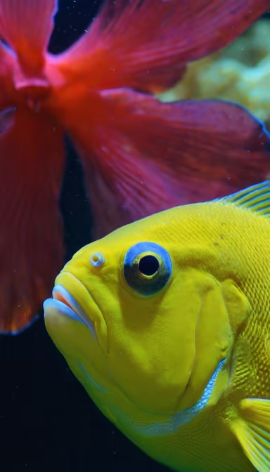 Underwater Gaze Underwater Gaze