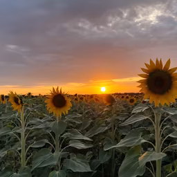 Sunflower Sunset