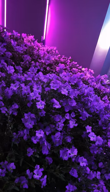 Purple Haze Purple Haze