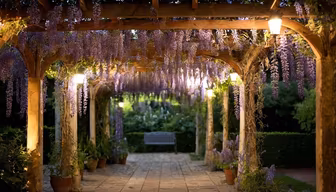 Wisteria Dreams
