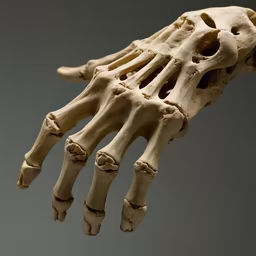 Anatomical Hand Anatomical Hand