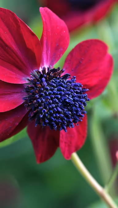 Crimson Bloom