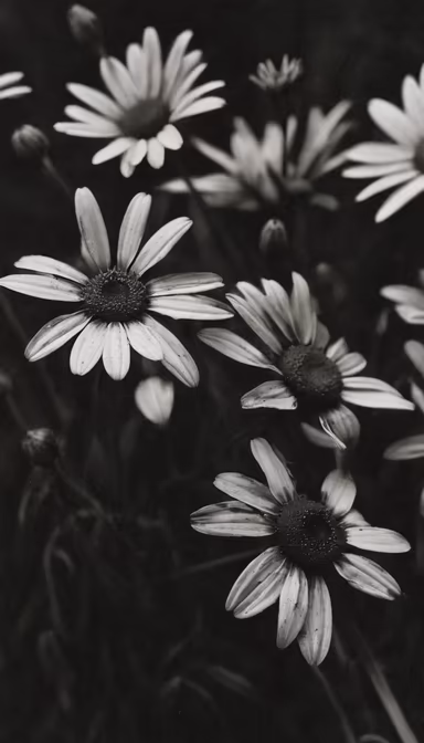 Daisy Dreams Daisy Dreams