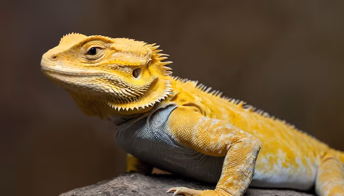 Golden Majesty