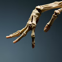 Anatomical Study Anatomical Study