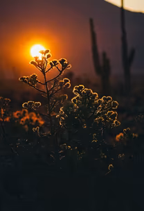 Desert Bloom