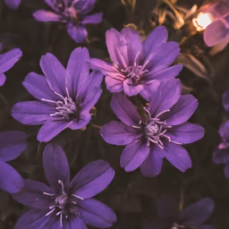 Purple Blooms Purple Blooms