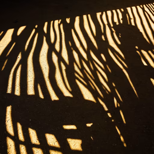 Shadow Play