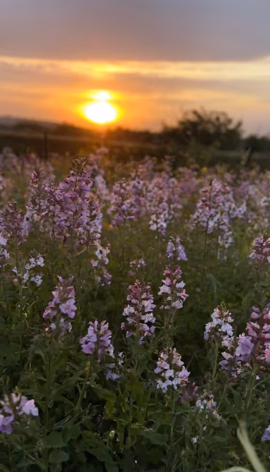 Sunset Meadow