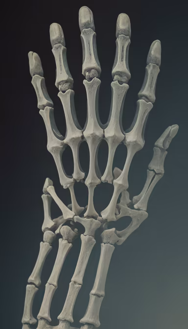 Anatomy of the Hand Anatomy of the Hand