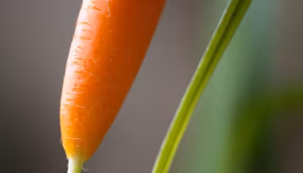 Fresh Carrot Fresh Carrot