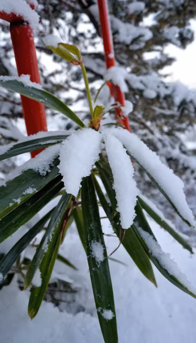 Winter's Touch