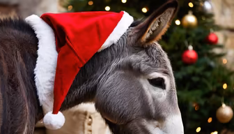 Festive Donkey Festive Donkey