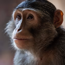 Thoughtful Monkey Thoughtful Monkey