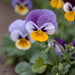Pansy Perfection