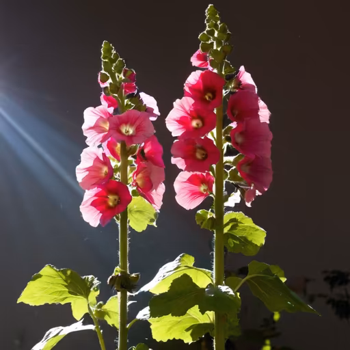Hollyhock Dreams