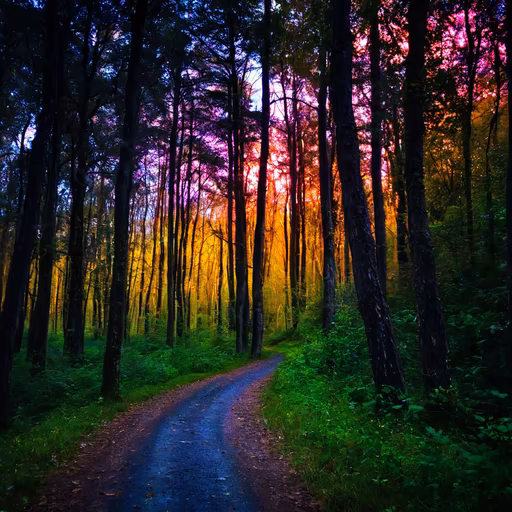 Enchanted Forest Path