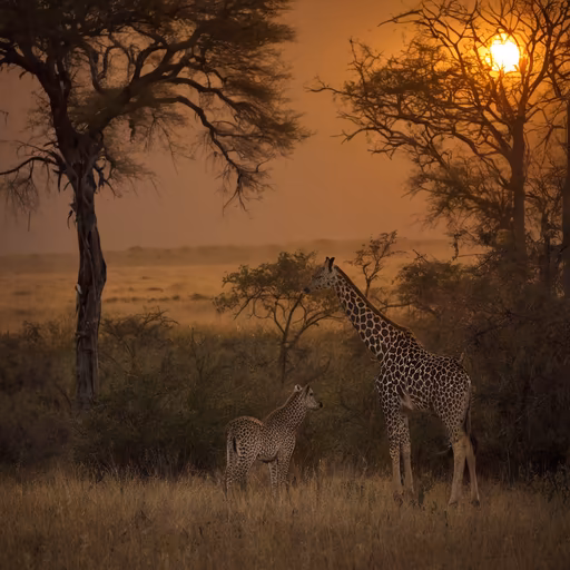 African Sunset