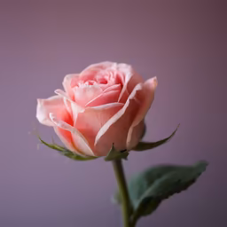Delicate Beauty Delicate Beauty