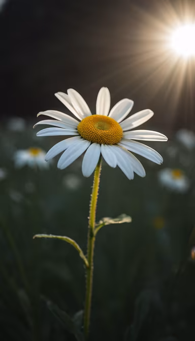 Daisy in the Sunlight Daisy in the Sunlight