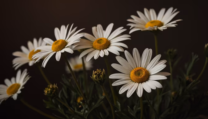 Daisy Dreams