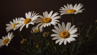 Daisy Dreams Daisy Dreams