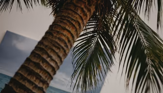 Tropical State of Mind Tropical State of Mind