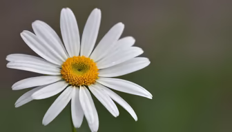 Daisy Delight Daisy Delight