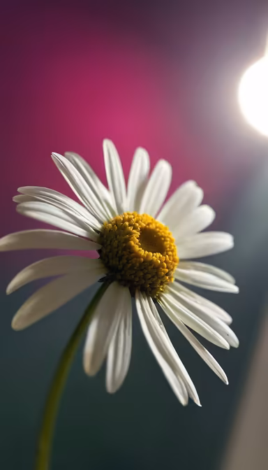 Daisy Dreams Daisy Dreams