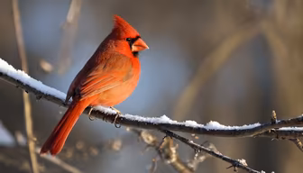 Winter Cardinal