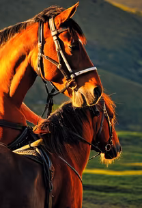 Elegance in Equine Elegance in Equine