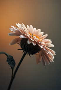 Delicate Bloom Delicate Bloom