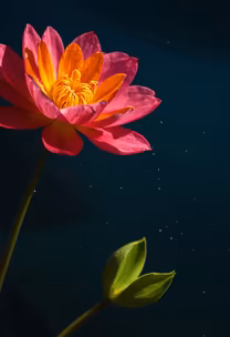 Water Lily Dreams Water Lily Dreams