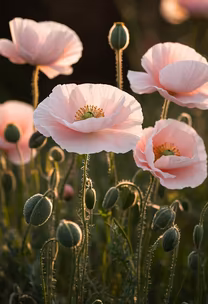 Poppy Dreams