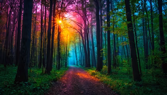 Enchanted Forest Path Enchanted Forest Path